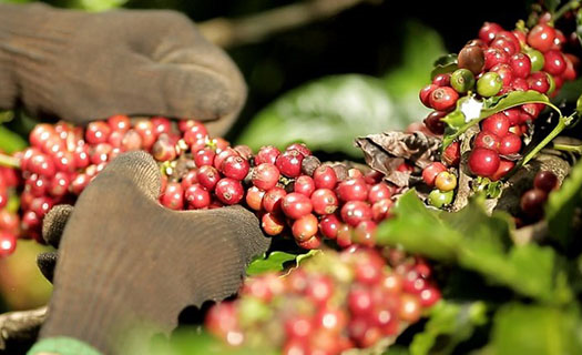Xuất khẩu cà phê Việt Nam đạt 6 tỷ USD vào năm 2030?
